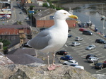 SX29048 Seagull on Caernarfon Castle wall.jpg